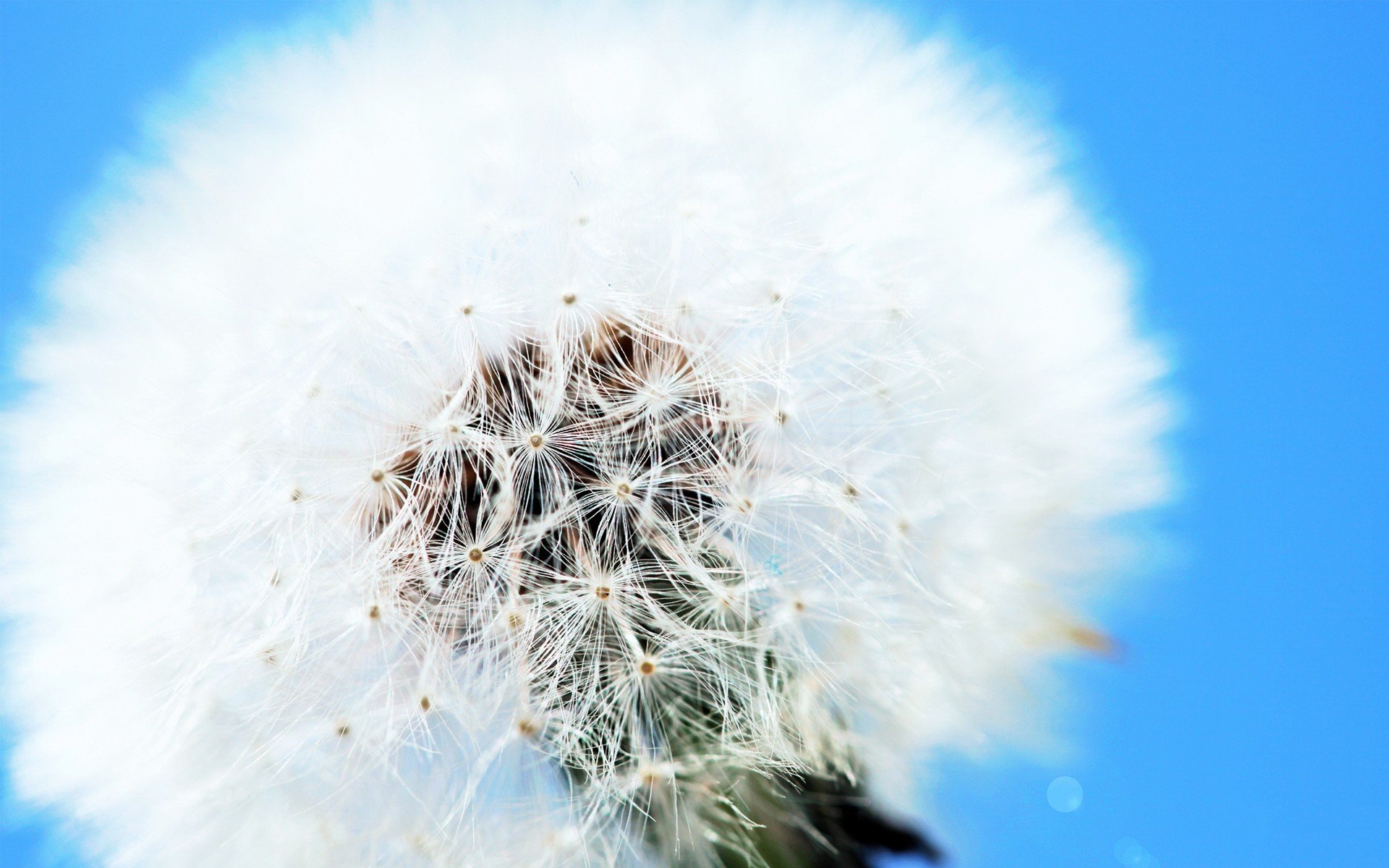 white, Flowers, Dandelions, Skyscapes Wallpaper