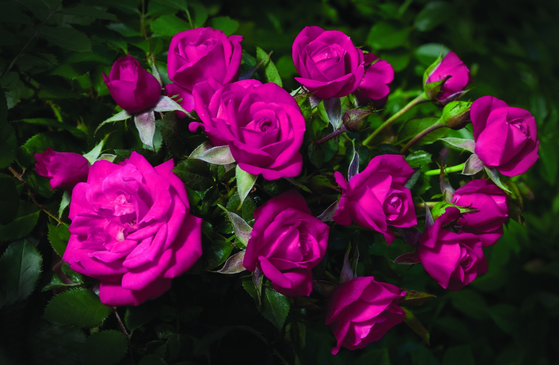 bouquet, Color, Flowers, Pink Wallpaper