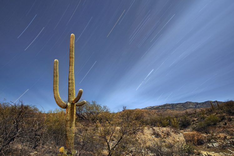 saguaro, National, Park, Tucson, Arizona HD Wallpaper Desktop Background