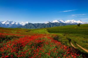 scenery, Mountains, Fields, Poppies, Grass, Trail, Nature, Flowers
