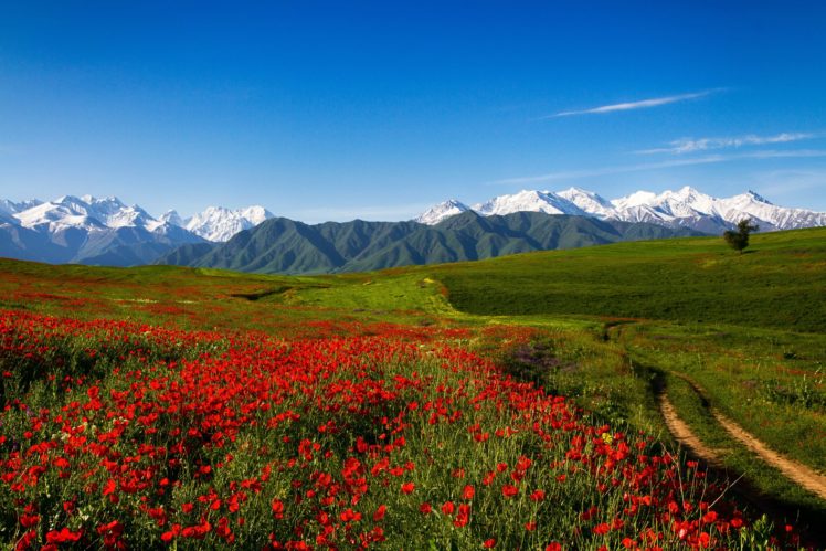 scenery, Mountains, Fields, Poppies, Grass, Trail, Nature, Flowers HD Wallpaper Desktop Background