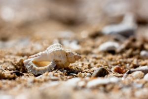 shell, Sand, Stones, Pebbles, Close up, Macro, Beach