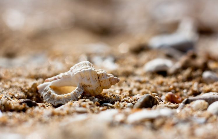 shell, Sand, Stones, Pebbles, Close up, Macro, Beach HD Wallpaper Desktop Background