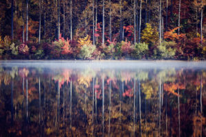 fog, Water, Reflection, Fog, Trees, Forest, Leaves, Autumn, Fall