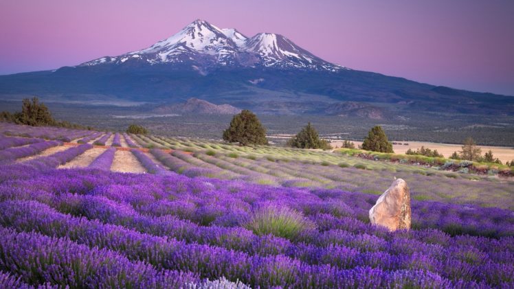 mountains, Fields, California, Lavender, Mount, Shasta, Farms HD Wallpaper Desktop Background