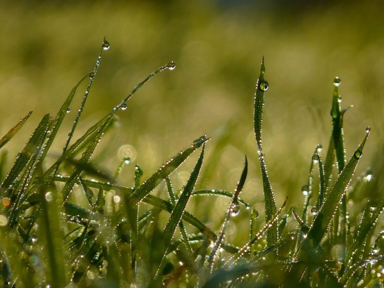 water, Grass, Water, Drops, Macro, Dew HD Wallpaper Desktop Background
