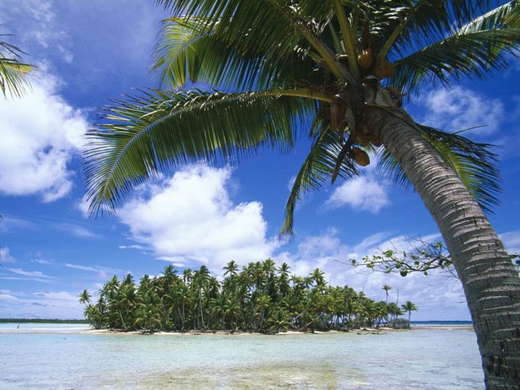 palm, Trees, Sea, Beaches HD Wallpaper Desktop Background