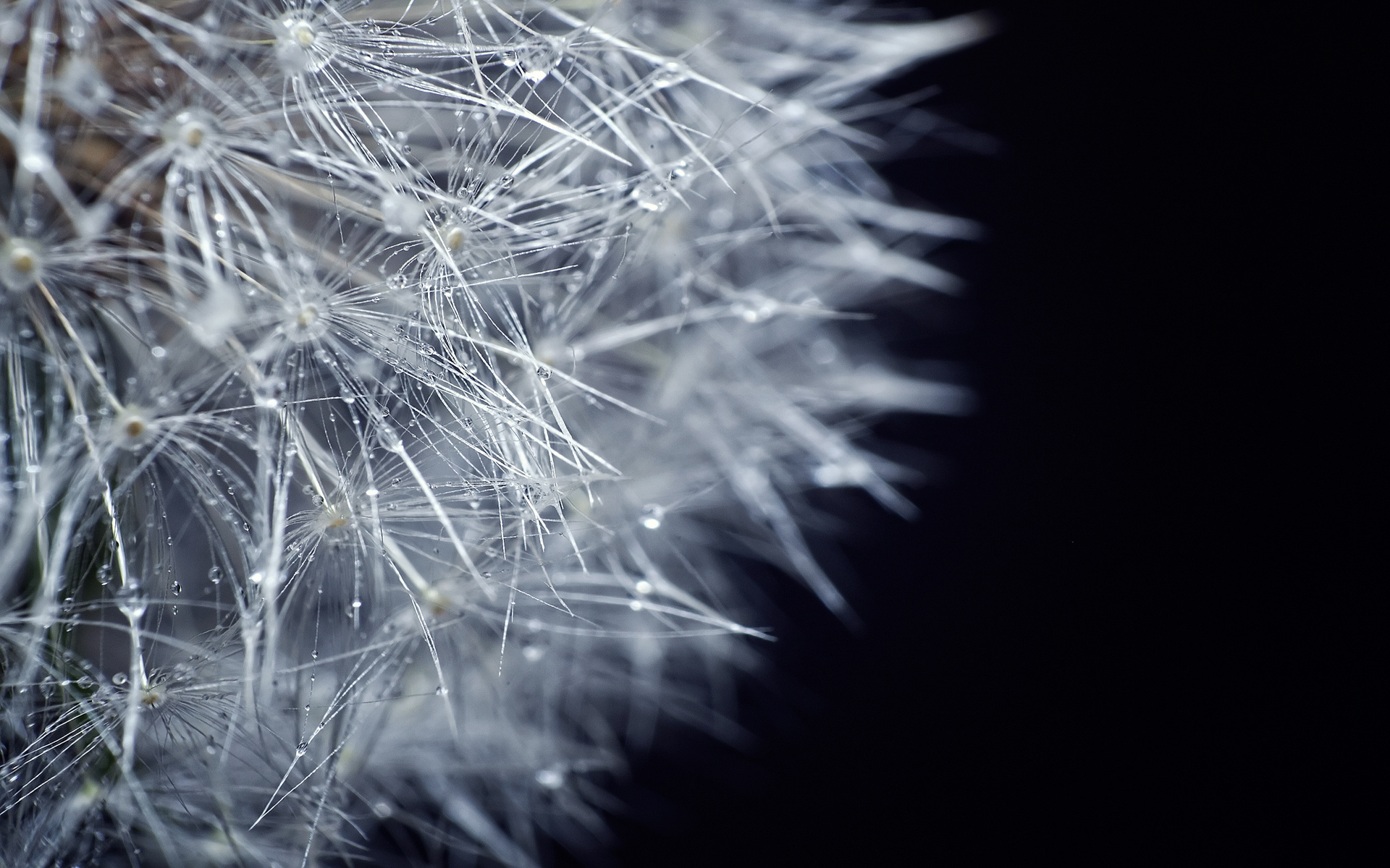 dandelion Wallpaper