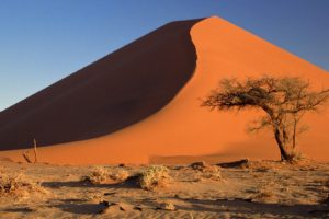 acacia, Namibia, Sand, Dunes, Africa, Namib, Desert