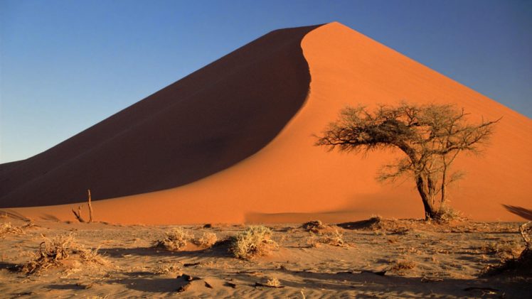 acacia, Namibia, Sand, Dunes, Africa, Namib, Desert HD Wallpaper Desktop Background