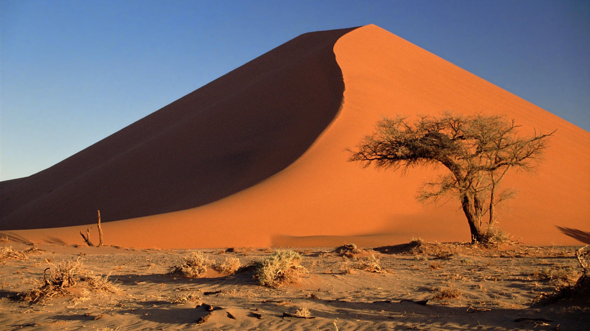 acacia, Namibia, Sand, Dunes, Africa, Namib, Desert Wallpaper