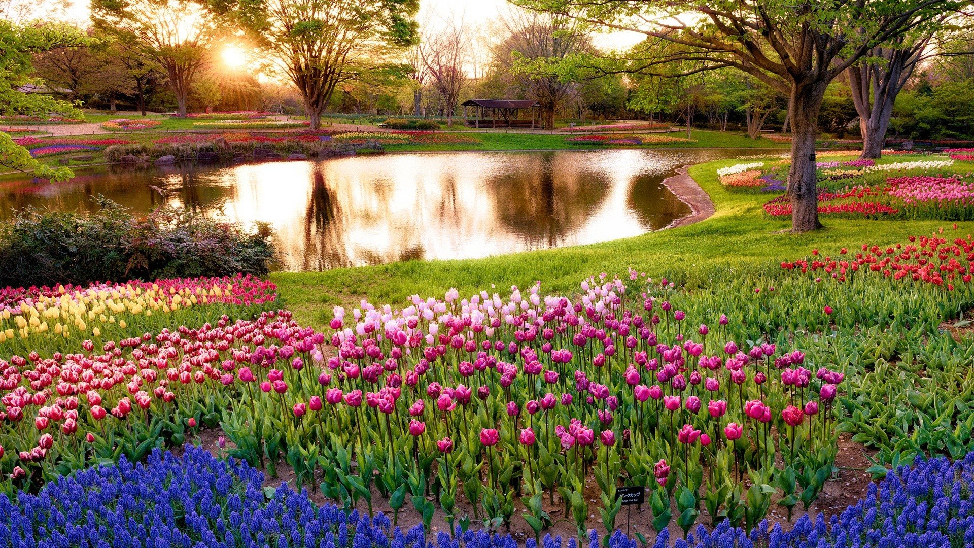 japan, Sunrise, Landscapes, Nature, Tokyo, Trees, Flowers, Morning, Park Wallpaper