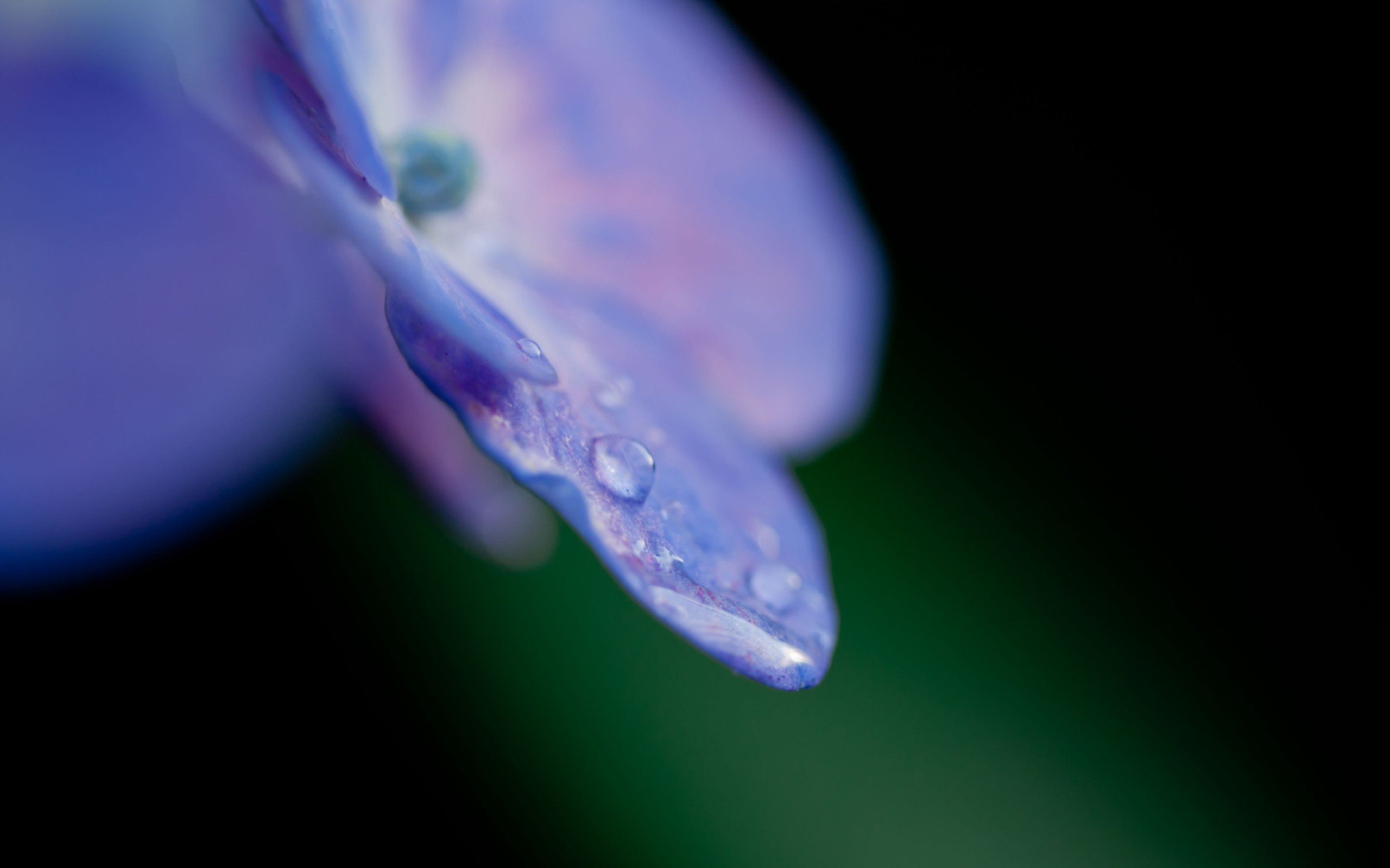 flowers, Macro Wallpaper
