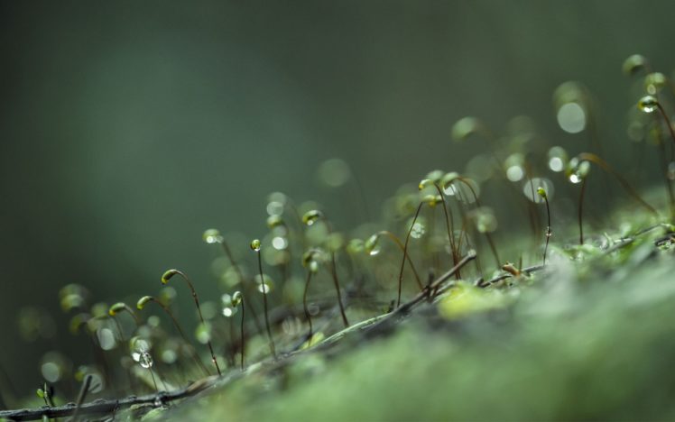moss, Water, Drops, Macro, Flora HD Wallpaper Desktop Background