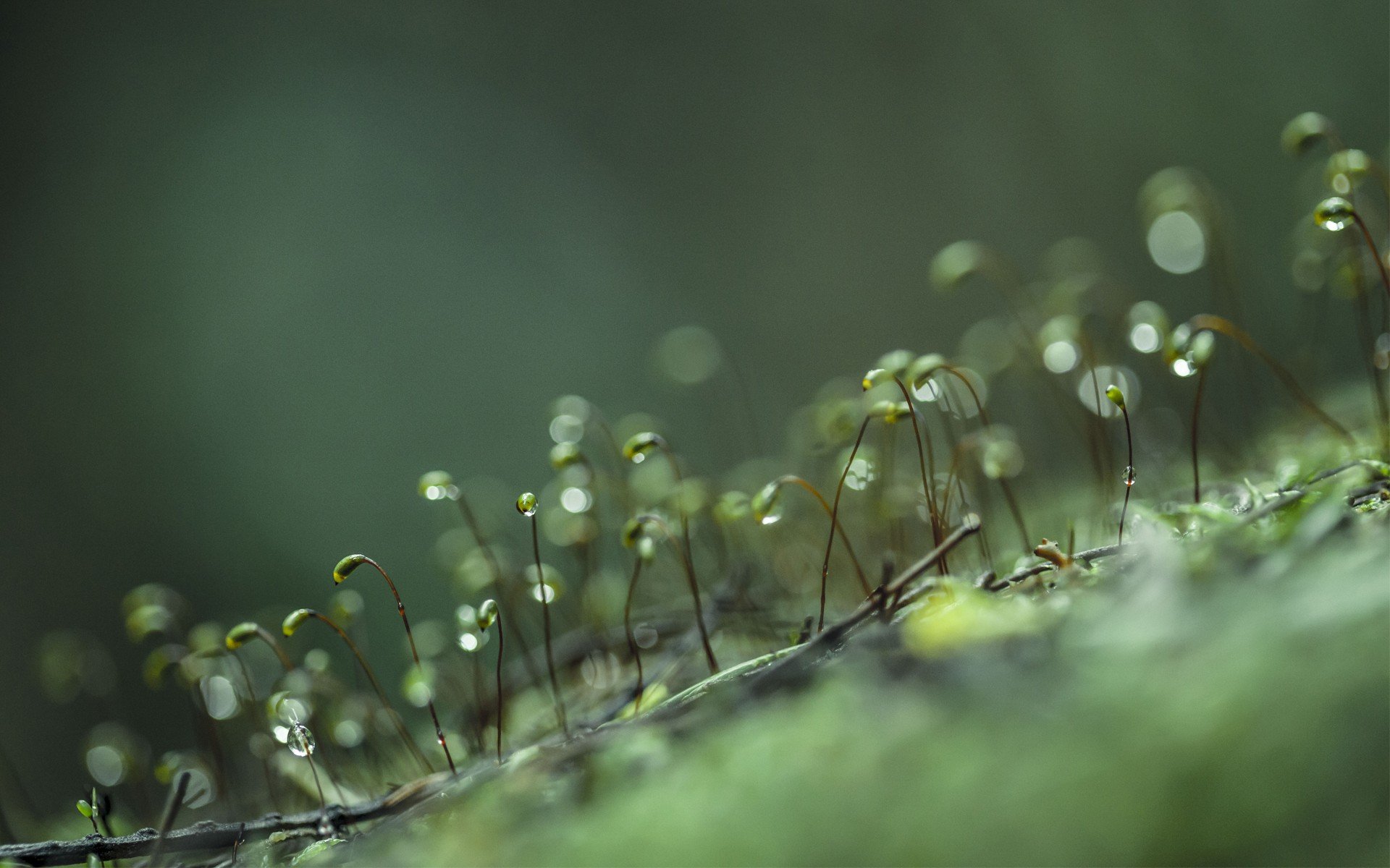 moss, Water, Drops, Macro, Flora Wallpaper