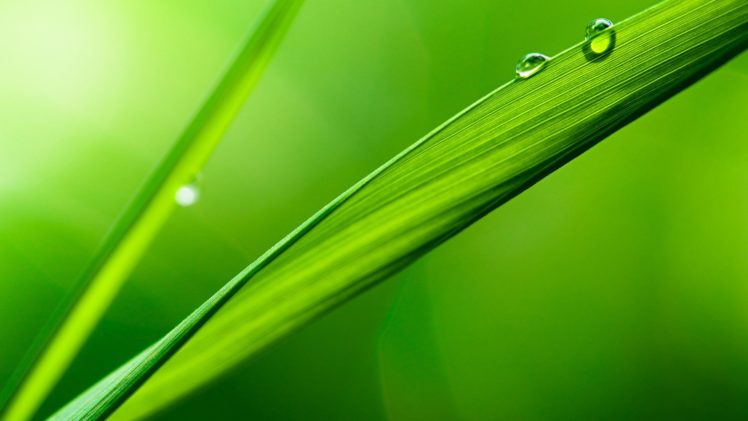 green, Leaves, Water, Drops, Macro, Depth, Of, Field HD Wallpaper Desktop Background