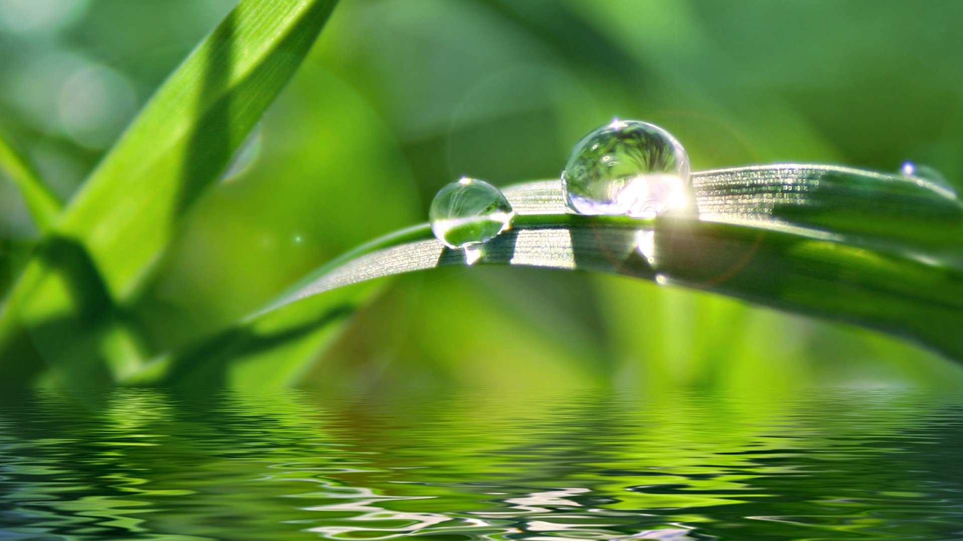 water, Grass, Water, Drops Wallpaper