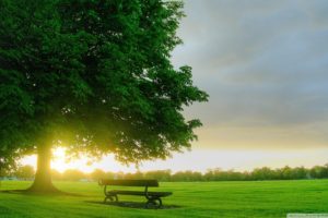 sunrise, Landscapes, Nature, Trees, Forests, Grass, Summer, Bench, Virtual