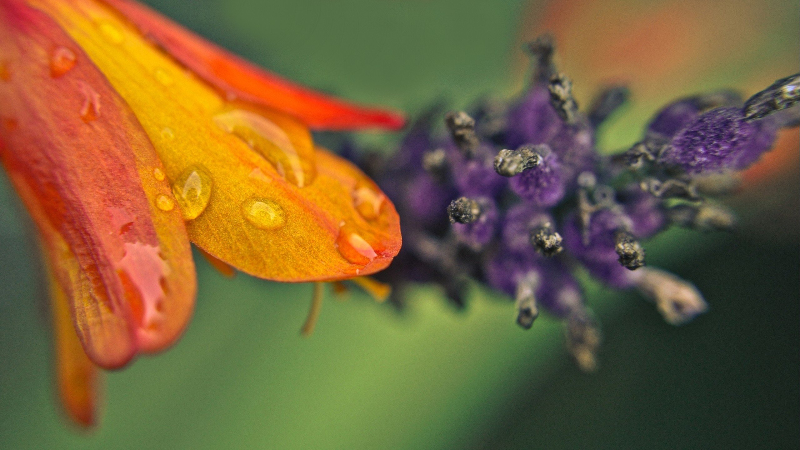 flowers, Water, Drops, Macro Wallpaper