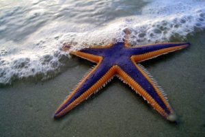 starfish, Sealife, Beaches