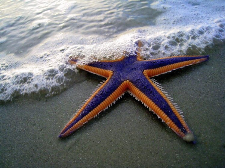 starfish, Sealife, Beaches HD Wallpaper Desktop Background