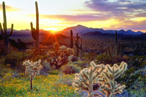 cactus, Landscapes, Sunset