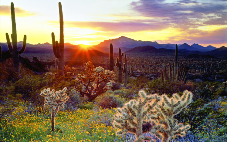 cactus, Landscapes, Sunset HD Wallpaper Desktop Background