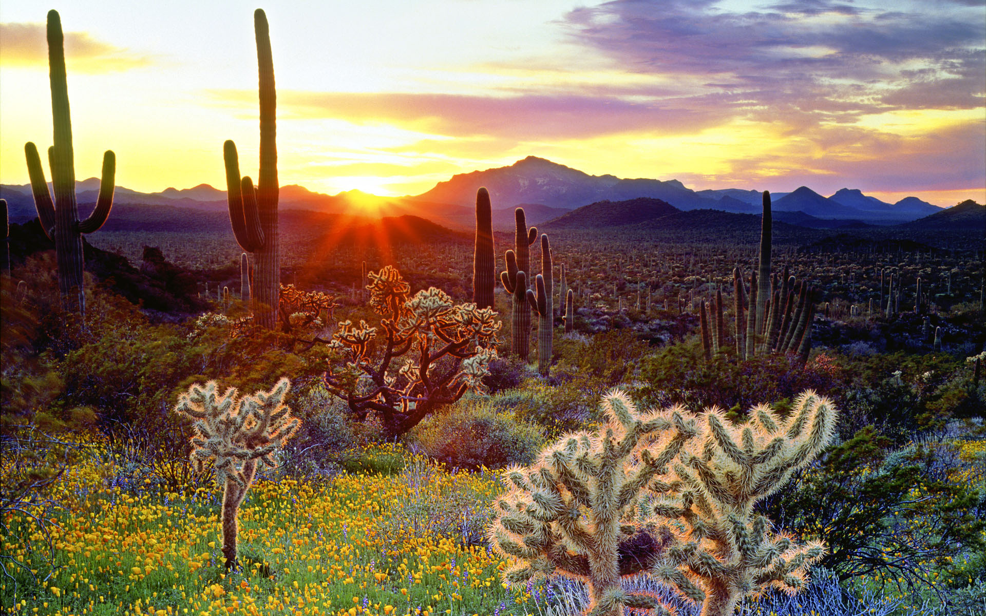 cactus, Landscapes, Sunset Wallpaper