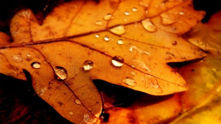landscapes, Autumn, Forests HD Wallpaper Desktop Background