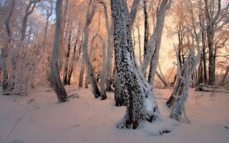 winter, Snow, Trees, Forests, Magic, Wand, Frost, Janek sedlar HD Wallpaper Desktop Background