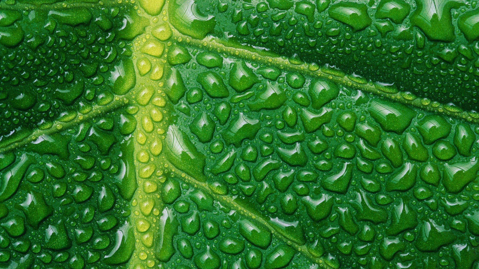 leaves, Water, Drops Wallpaper
