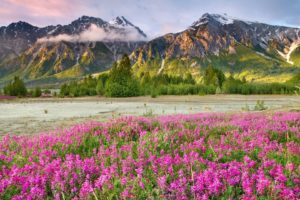 mountains, Landscapes, Nature, Canada, British, Columbia, Land, Pink, Flowers, Wildflowers