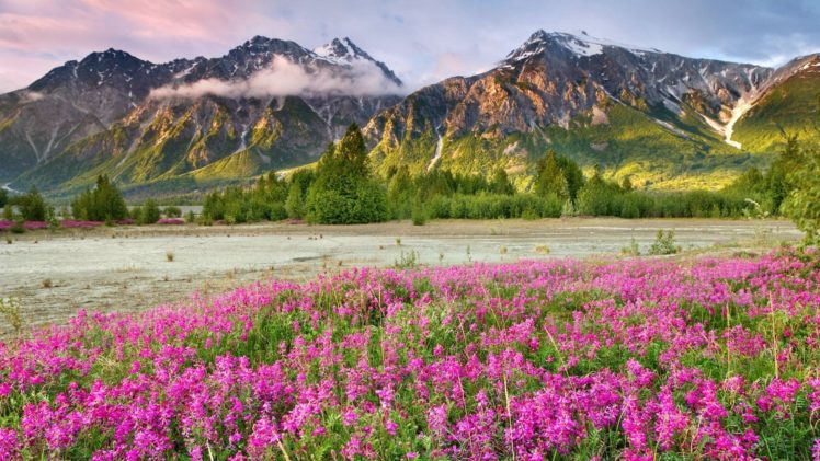 mountains, Landscapes, Nature, Canada, British, Columbia, Land, Pink, Flowers, Wildflowers HD Wallpaper Desktop Background