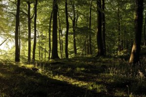 trees, England, Forests, Sunlight, United, Kingdom, Panorama