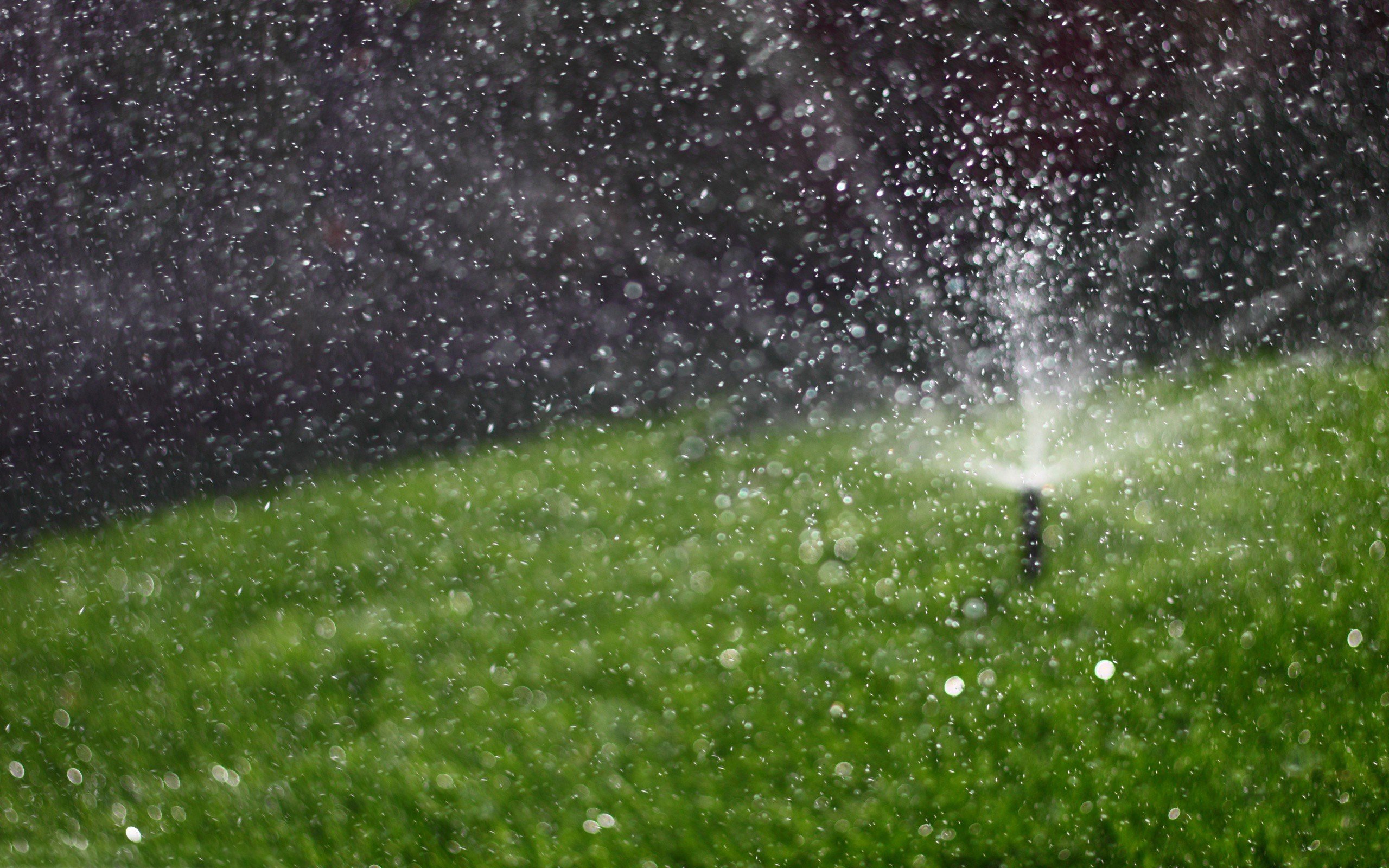 water, Grass, Sprinkler Wallpaper