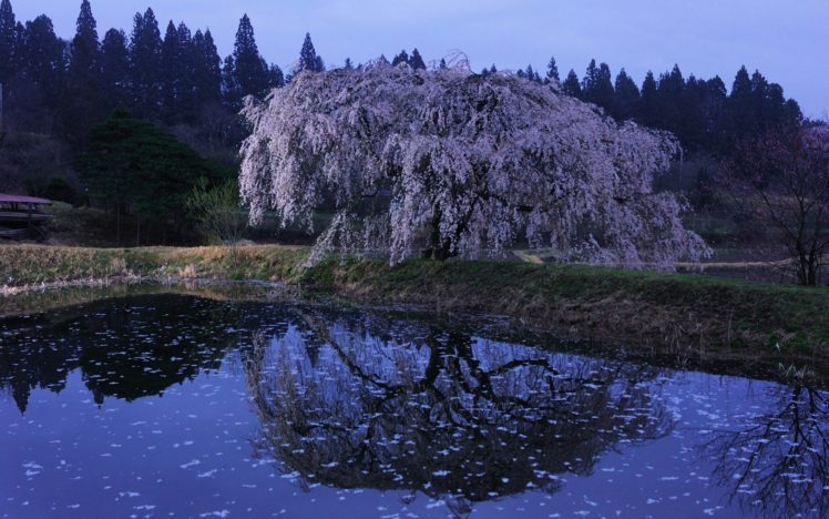 water, Japan, Cherry, Blossoms, Flowers, Spring, Reflections, Flowered, Trees HD Wallpaper Desktop Background