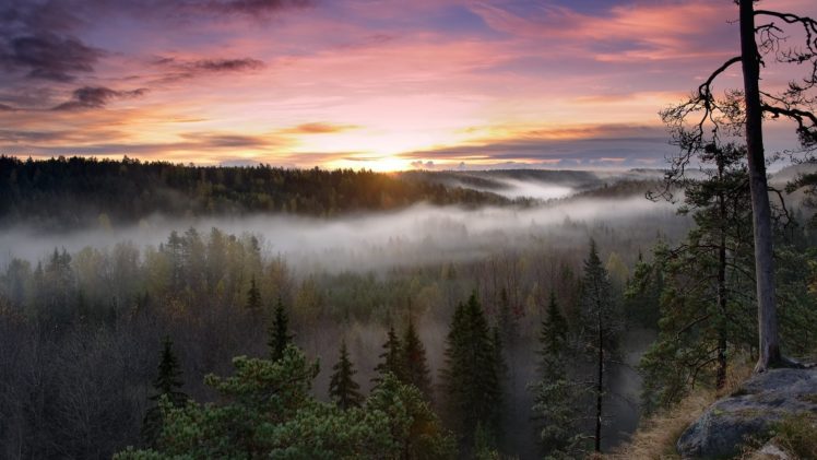 sunrise, Landscapes, Nature, Trees, Forests, Fog, National, Park HD Wallpaper Desktop Background