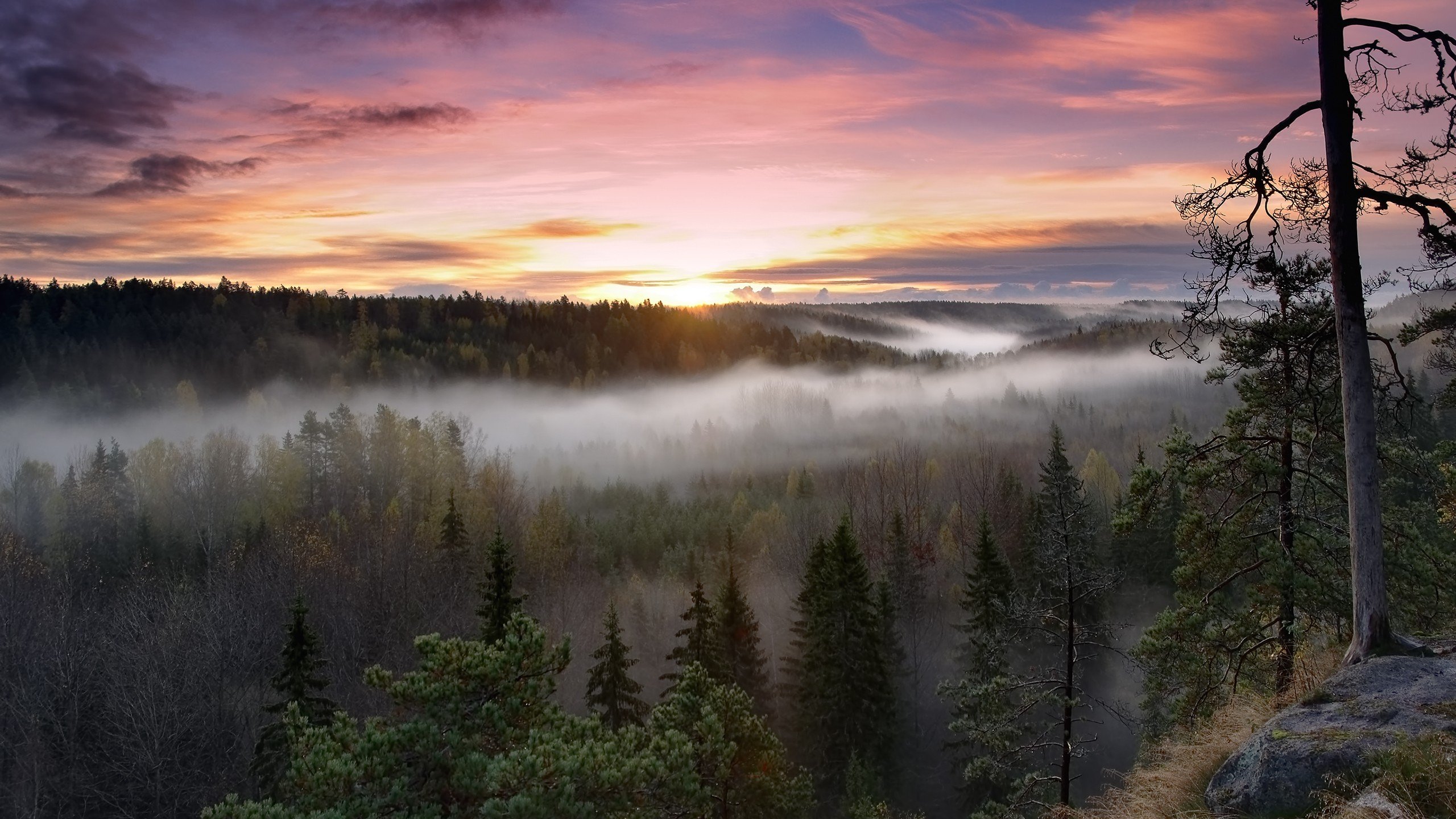 sunrise, Landscapes, Nature, Trees, Forests, Fog, National, Park Wallpaper