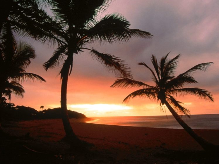 paradise, Palm, Trees, Dominican, Republic HD Wallpaper Desktop Background