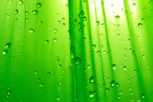 green, Water, Drops