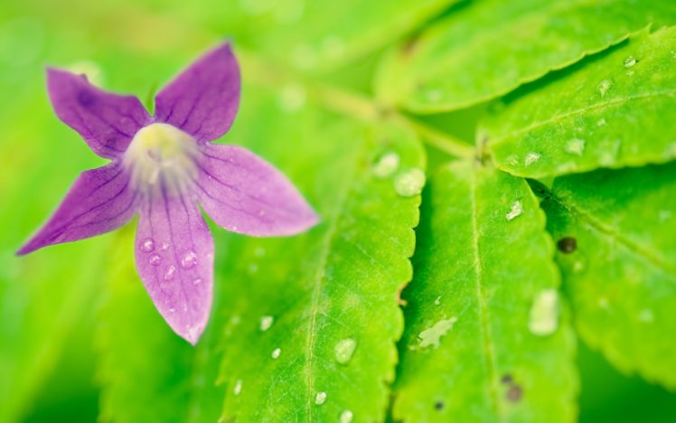 nature, Flowers, Plants, Macro, Dew, Purple, Flowers HD Wallpaper Desktop Background