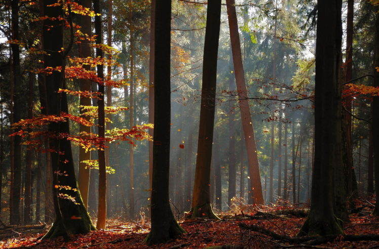 landscapes, Forest, Sunlight, Rays, Beam, Leaves, Autumn, Fall HD Wallpaper Desktop Background