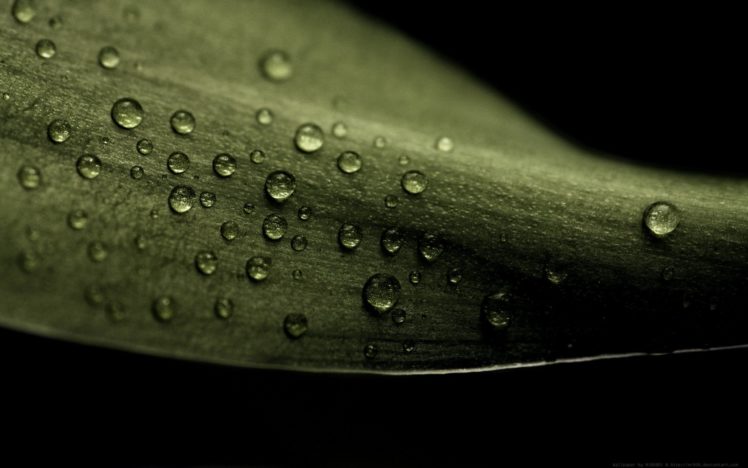 water, Leaves, Wet, Water, Drops HD Wallpaper Desktop Background