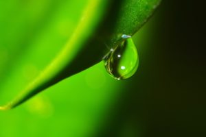 green, Grass, Water, Drops, Macro