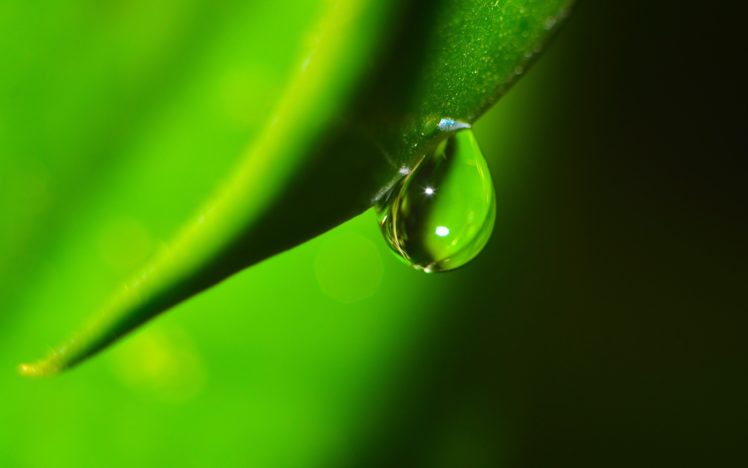 green, Grass, Water, Drops, Macro HD Wallpaper Desktop Background