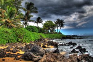 palm, Trees, Hdr, Photography, Beaches