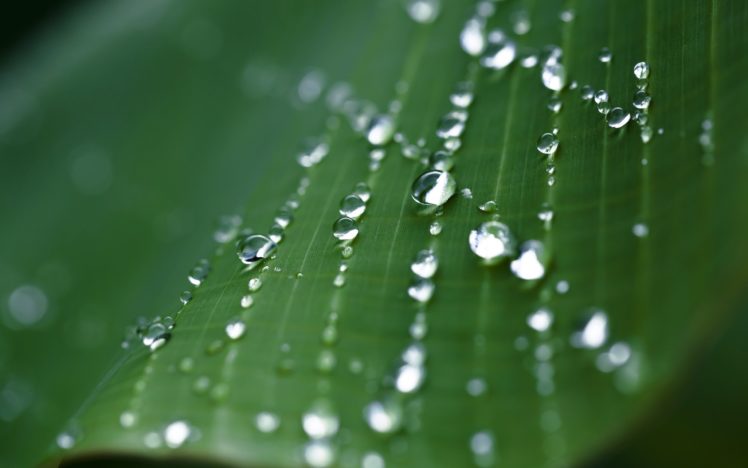 nature, Leaves, Water, Drops, Macro HD Wallpaper Desktop Background