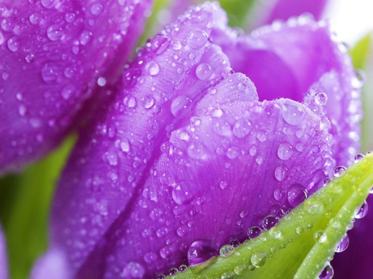 nature, Flowers, Tulips, Purple, Flowers HD Wallpaper Desktop Background
