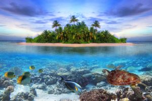 marine, Life, On, A, Tropical, Island, In, The, Maldives, Ocean, Sea, Fish, Underwater