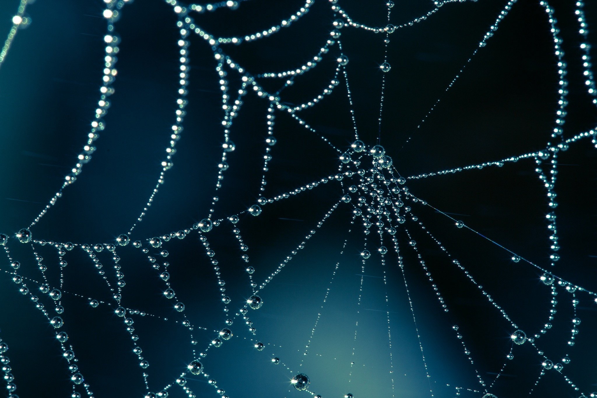 web, Drops, Macro, Shiny, Bokeh, Spider, Spiderweb Wallpaper